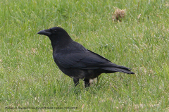 Carrion x Hooded Crow