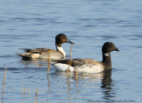 Brent Goose and Pintail